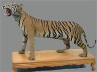 藏品(老虎)的圖片